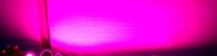 LED Module COB 2 Watt Pink